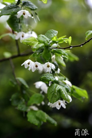 甬城草木记｜朵朵白花娇羞开，寻找国家Ⅱ级保护濒危珍稀植物