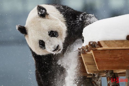曾请<em>合唱团</em>给大熊猫唱歌的芬兰动物园，因缺钱准备把两只滚滚...