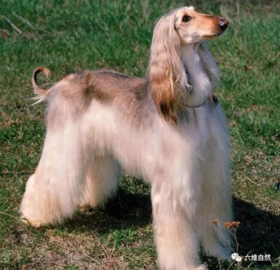 似人的猎犬，美国一只<em>阿富汗猎犬</em>有着飘逸的长发，像女士秀发的...