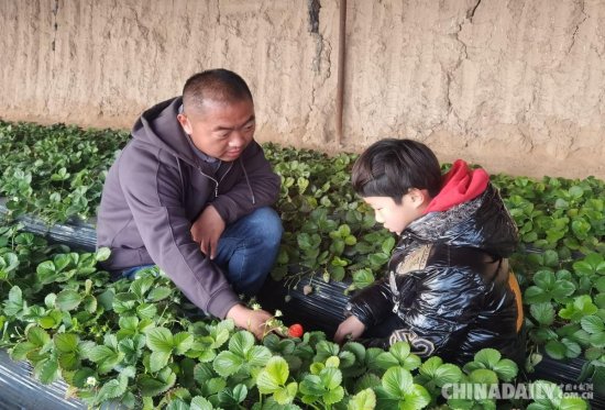 不能骗土地，李超在宁夏贺兰种出“莓”好生活