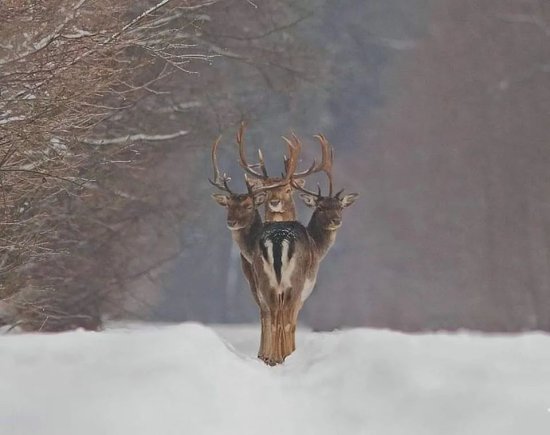 不是 PS！摄影师拍到“三头鹿” | 赛里木湖罕见冰晕奇观：“万华...
