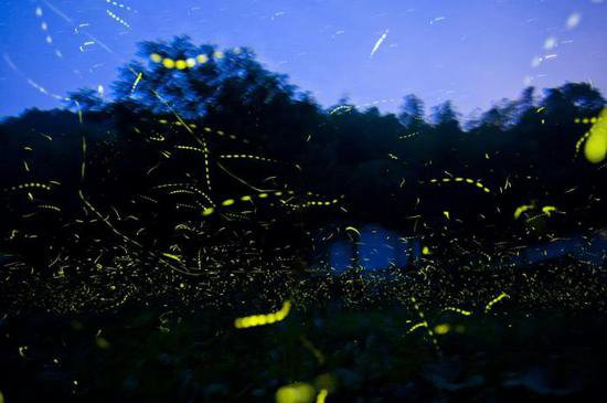 这种昆虫为何能发光？一起来看科学家研究拍摄的绚目萤火虫