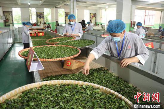 江西修水：30名制茶能手上演一片茶叶的“功夫竞技”