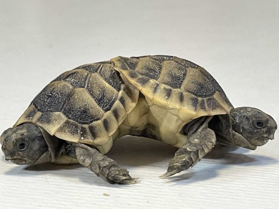 土耳其大学实验室展示双胞胎<em>连体暹罗</em>龟