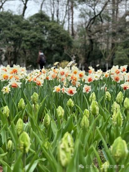 又到一年赏花季，杭州太子湾公园40万株郁金香烂漫绽放