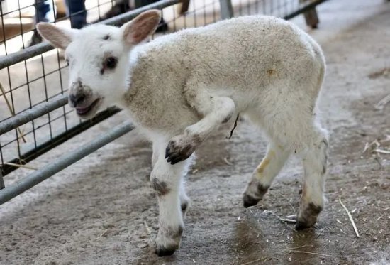 百万分之一的概率！英国出生一只五条腿小羊羔