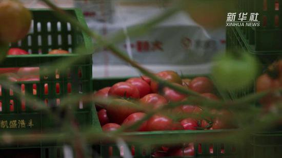 河南濮阳：番茄采摘正当时 现代化农业绘出好“丰”景
