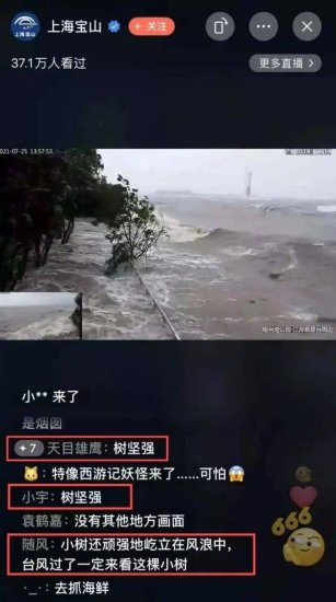 上海狂风巨浪中一棵小树屹立不倒，它为何能如此坚强？