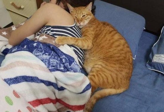 老婆出差7天，一回家就被猫抱着睡，铲屎官哭诉：养了个情敌！
