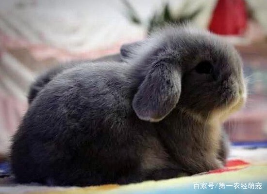软萌兔子也是很爱干净的，喜欢舔毛的<em>小兔子</em>还需要洗澡吗？