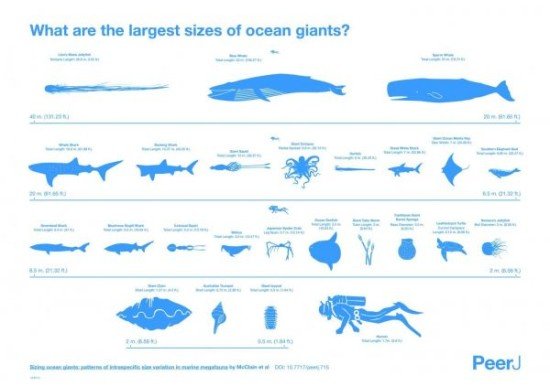 <em>海洋生物</em>常被夸大 美专家绘制实际大小比较图