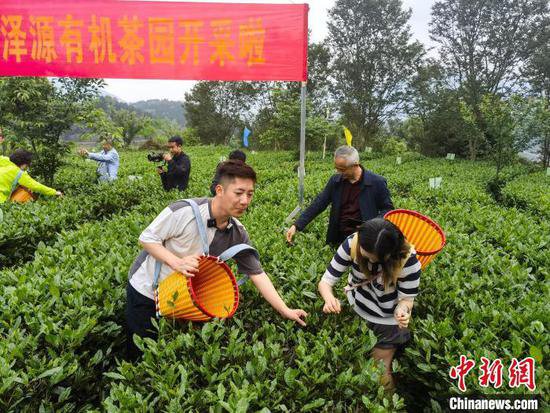 台湾青年湖南品茶：东方树叶的魅力从未改变