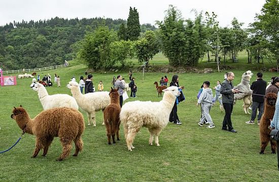 <em>贵州</em>黔西：游客参观羊驼小镇