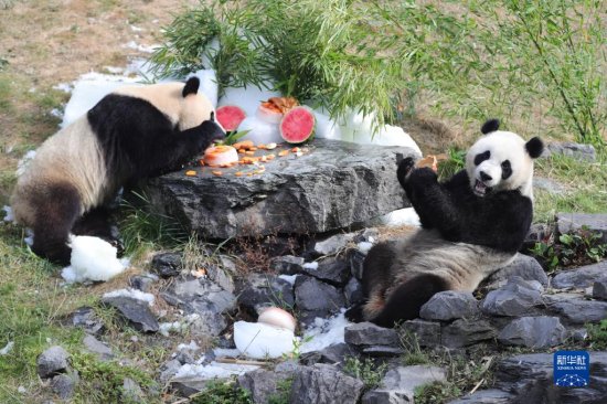 比利时出生的大熊猫双胞胎庆祝<em>三岁</em>生日