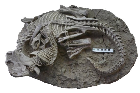 哺乳动物攻击<em>恐龙</em>，科学家发现罕见化石证据