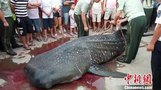 海南洋浦港槽发现一死亡鲸鲨 警方与渔政已联合开展调查
