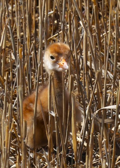 扎龙国家级自然保护区今春第三只散养丹顶鹤繁殖的“鹤宝宝”...