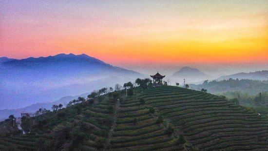 中国（温州）早春茶大会召开 倡导共建早春茶区域发展联盟