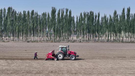 新疆库车市冬小麦播种过半