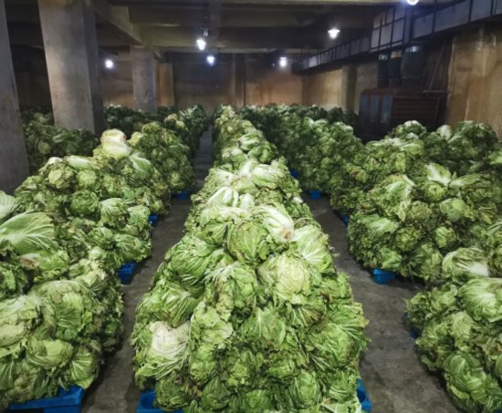 七里河区：690吨政府储备蔬菜将开始投放市场
