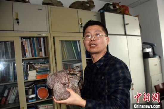 中国发现2.5亿年前九峰吐鲁番兽 首个跨热带温带分布二齿兽