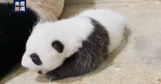 首只在新加坡出生的大熊猫<em>宝宝</em>睁开双眼，一周就“胖了”七两！