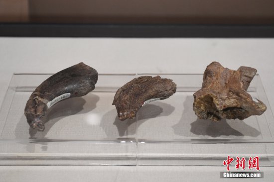 “龙行戈壁——内蒙古<em>白垩纪</em>恐龙展”在北京自然博物馆开展