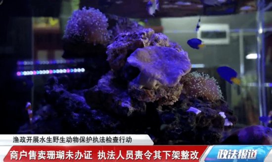 新闻 |<em> 水族店</em>未办证售卖珊瑚，被要求全部下架