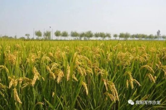 村夫：1975年 宾阳武陵公社种水稻的故事