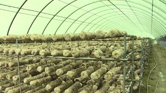 特克斯县健全香菇产业链 小香菇成为农民致富路上的金钥匙