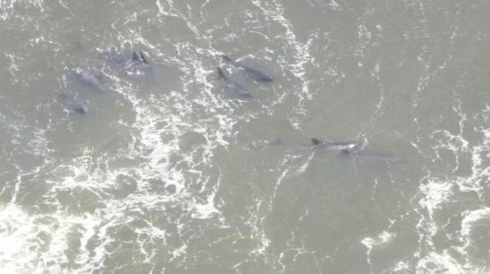 日媒：在千叶一沙滩约30只海豚被发现搁浅，已有<em>5只</em>被确认死亡