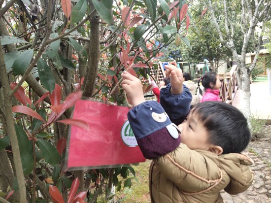 宁化城东幼儿园开展“护绿行动从我做起”活动