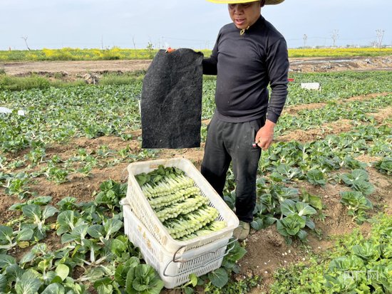 南阳市淅川县：3000亩供港蔬菜 鼓起群众“钱袋子”