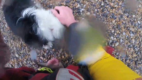 英国一只牧羊犬从几十米高悬崖坠入大海<em> 毫发无伤</em>被救出