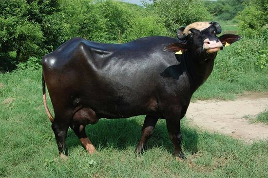 皇氏赛尔（巴基斯坦）公司成为巴基斯坦首个向中国出口水牛遗传...