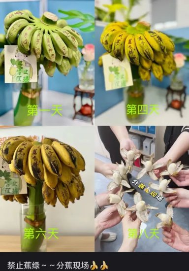 “我在工位种香蕉”：这届打工人在养一种很新的上班搭子