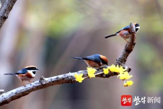 中国最小的鸟！超可爱，<em>名字很</em>“<em>霸气</em>”