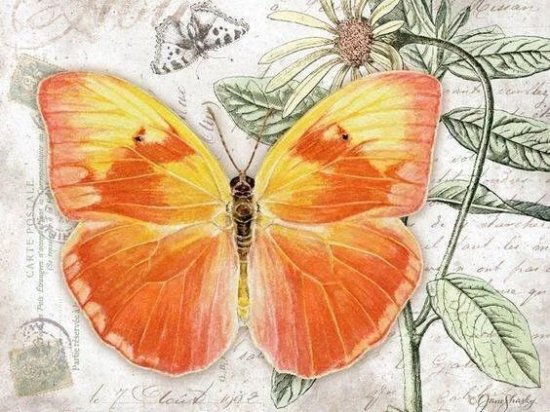 漂亮的蝴蝶标本，当做绘画素材很不错！