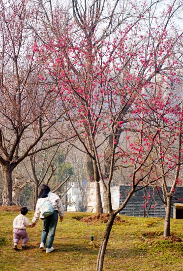 武汉公园<em>八种</em>早樱绽放，朵朵都是“花坚强”