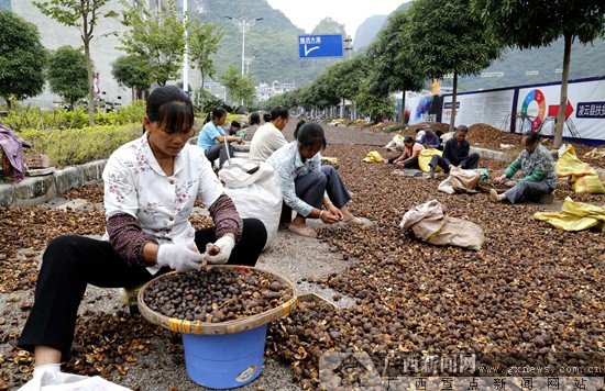 凌云：油茶低改增产增收