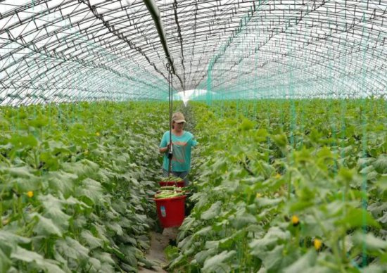 河北滦州：订单果蔬助农增收
