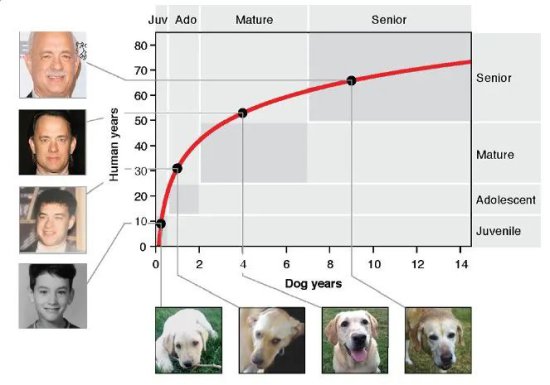 最新狗龄换算公式，算算你家狗子<em>相当于几岁的</em>人