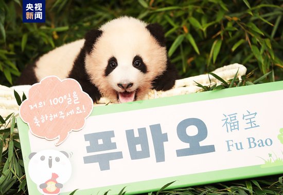 旅韩大熊猫“福宝”今天就要启程回家啦！
