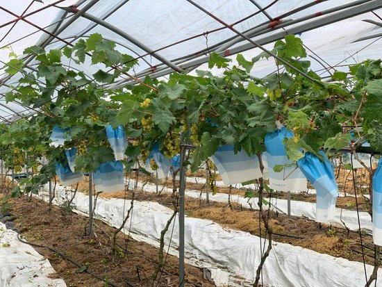 海南陵水：葡萄产业前景好 乡村振兴动力足