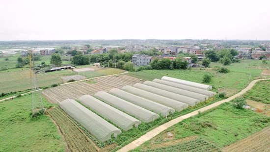 港南区特色蔬菜订单农业项目开工建设 总投资2500万元