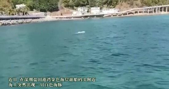 深圳海湾出现白海豚，濒临绝种“海上大熊猫”啥样？