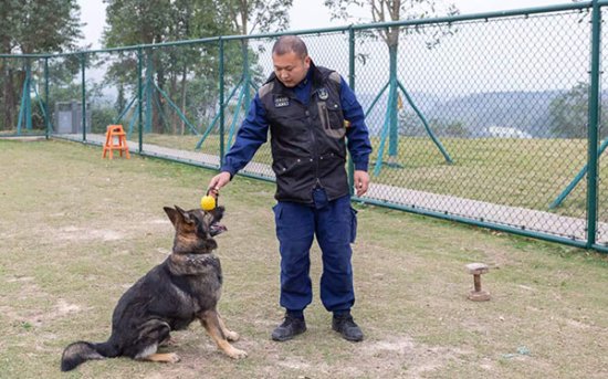 定人 定岗 定犬——探索人犬协同作战训养新模式