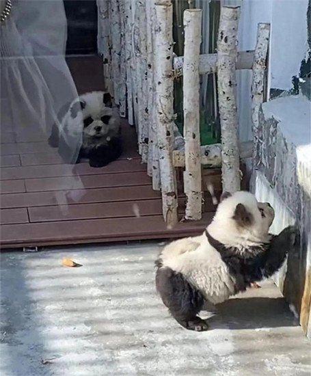 <em>泰州</em>动物园“熊猫犬”引争议 回应：特地引进，引进时已染色