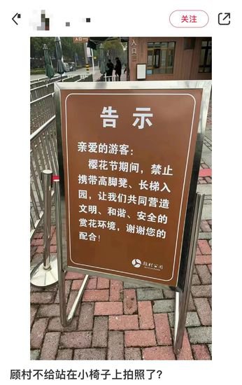 樱花树下“霸树”引争议，上海这家公园对长梯、高脚凳入园说“...
