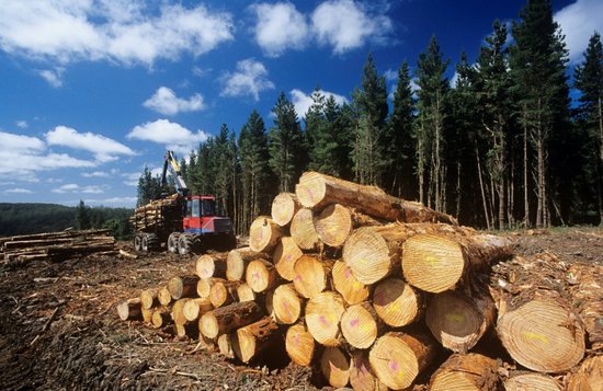 探秘！每年拯救6900万棵树的<em>包装厂</em>是如何炼成的？